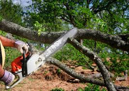 Best Seasonal Cleanup  in Hollis, OK